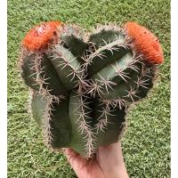 ราคา พร้อมส่งเมโลแคระแตกยอดหลายหัว หายาก‼️น่าสะสม Melocactus matanzanus multi heads (25150064364)