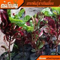 ราคา ต้นโกสนช้างกินเลี้ยง โกสนถุงดำเพาะชำ 5นิ้ว เลี้ยงง่าย โกสน (ช้างกินเลี้ยง) (23620962205)