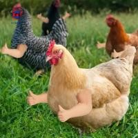 ราคา (Caere) ของเล่นแขนไก่ คุณภาพสูง สําหรับสัตว์เลี้ยง ไก่ชน พร็อพปาร์ตี้ และผู้ซื้อเอเชียตะวันออกเฉียงใต้ (25218037447)