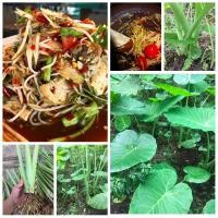 ราคา (เซต5ต้น) ( เหง้าพันธุ์ออดิบ ) กินแกล้มส้มตำ หรือ ต้น คูน คูณ ออดิบ โชนทูน ทูน ทูล บอน บอนกินได้ ต้นคูน ต้นคูณ.norpatna (7246212920)