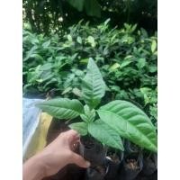 ราคา กล้าพันธุ์มะตูมไข่สีทอง หายาก รากแข็งแรง พร้อมปลูก 2 ต้น (13590174223)