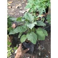 ราคา ต้นมะเขือเปราะ มะเขือเปราะ (29090959701)