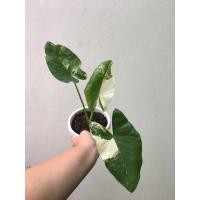 ราคา ต้นบอนกระดาดด่าง บอนกระดาดใบด่าง บอนกระดาษ ไม้ด่าง (3554187354)