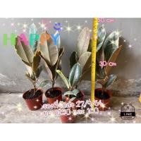 ราคา ยางอินเดียด่างขาวด่างชมพู (10948541901)