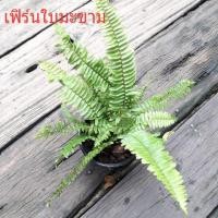 ราคา เฟิร์นใบมะขาม#ไม้ร่มรำไร (2685672191)