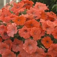ราคา 50 เมล็ด ดอกพิทูเนีย ดอกพิทูเนียพันธุ์เตี้ย Dwarf Petunia Flower Seed สายพันธุ์ African Sunset (44022786714)