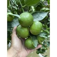 ราคา กิ่งมะนาวแป้นพวงบ้านแพ้วชุด5กิ่ง (10454225516)