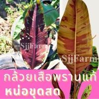 ราคา 1 หน่อ กล้วยเสือพราน กล้วยป่า กล้วยด่างเลือด ลายเสือพราน เป็นหน่อขุดสด พร้อมลงปลูก มีให้เลือก 3ขนาด 3ราคา มีสินค้าพร้อมส (13928334307)