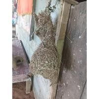 ราคา รังนกกระจาบรูปสวยๆๆๆๆๆ (25731997937)