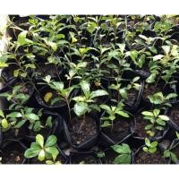 ราคา ต้นหูกระจง/ต้นแผ่บารมี (18494790489)