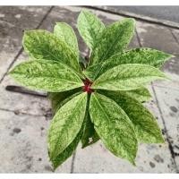 ราคา ชมพู่มะเหมี่ยวด่าง(Rose apple Variegated) (40561075737)