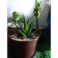 ราคา ต้นไม้ฟอกอากาศ ปลูกไว้ในบ้าน ห้องรับแขก วางบนโต๊ะทำงาน (5087843088)