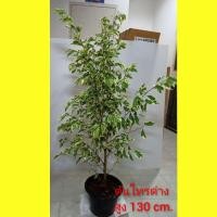 ราคา ต้นไทรเกาหลีใบด่าง กระถาง 11 นิ้ว (4865925153)