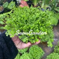 ราคา เฟิร์นกนกนารี เลื้อย กระถาง4นิ้ว (10286114448)