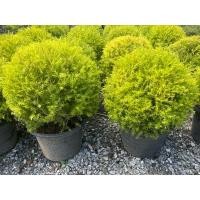 ราคา ต้นหลิวทอง (ต้นหลิวทอง นำโชค ต้นไม้เสริมมงคล) กระถาง12-15นิ้วพุ่มกลม (25533163487)