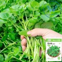 ราคา เมล็ดวอเตอร์เครส พันธุ์แท้ ผักน้ำเบตง 1,000 เมล็ด (42217784151)