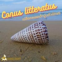 ราคา Andaman seashell เปลือกหอย หอยเต้าปูนตัวอักษร (Conus litteratus) (16602374437)