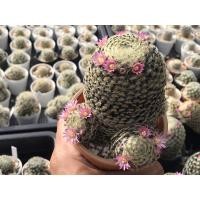 ราคา Mammillaria schiedeana แมมขนนกเหลือง (8687476801)