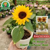 ราคา 5เมล็ด เมล็ดพันธุ์ ทานตะวันแคระ ทานตะวัน ทานตะวันกระถาง เมล็ดพันธุ์ทานตะวัน Dwarf Sunflower Seeds for Planting Flowers (43973354394)