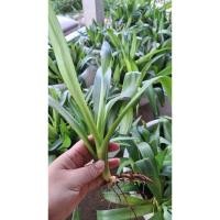 ราคา อากาเว่ปากนกแก้วสีเขียว 20 ต้น (40176381782)