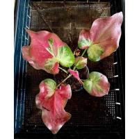 ราคา บอนสีชาลชล บอนสีชายชล (21243282683)