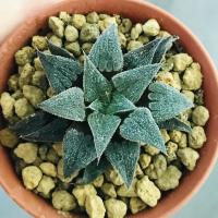ราคา Haworthia ฮาโวเทีย Emelyae var. Major (cactus/แคคตัส/กระบองเพชร/ตะบองเพชร/ต้นไม้) (2867215982)