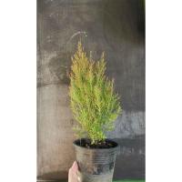 ราคา สนหอมสนไล่ยุงไม้ประดับตกแต่งสวยงาม (7636788876)