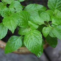 ราคา 100 เมล็ด ใบยี่หร่า Shrubby basil สมุนไพรเครื่องเทศฝรั่ง เมล็ดผัก ปลอดสาร Garden Vegetables (40822651418)