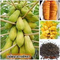 ราคา เมล็ดพันธุ์มะละกอสีทอง ขณะอ่อนหรือดิบกรอบฉ่ำน้ำ ปรุงเป็นอาหารได้ มี 30-40 เมล็ด (28779432839)