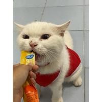 ราคา ซองขนมแมวเลียมือสอง สำหรับนักสะสม (50602251170)