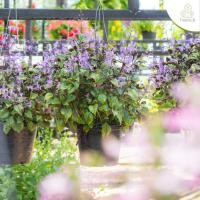 ราคา Treeno.9 T200 อาจูก้า หรือ ม่วงมณี (Mana Lavender) กระถาง 8 นิ้ว สูง 30-40 cm (5783767170)