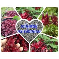 ราคา (ซื้อ3 แถม1)กระเจี๊ยบแดงพันธุ์กำแพงแสน ดอกใหญ่จัมโบ้ บรรจุ 300 เมล็ด/ซอง ดอกโตสีแดงเข้ม ดอกสด-แห้ง ต้มทำน้ำกระเจี๊ยบ ท (25938830669)