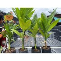 ราคา หมากเตี้ย ต้นใหญ่ 1ชุด3ต้น 150฿ (23474081327)