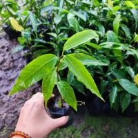 ราคา ต้นกล้าอโศกอินเดีย ไม้แนวกันลม ในสวนทุเรียน (15435075806)