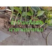 ราคา หน่อกล้วยผ่าตาแยกหน่อน้ำว้ามะลิอ่องแท้ (19752196380)