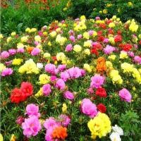 ราคา เมล็ดทานตะวันกลีบคู่ปลูกง่ายในสี่ฤดูกาล เมล็ดทานตะวันกลีบคู่สี่ฤดูกาล ดอกปลูกง่าย ในร่มกลางแจ้งระเบียงกระถางดูดอกไม้เมล็ด เจแอลเอช LzWC (48901735260)