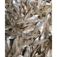 ราคา ปลาเกร็ดขาว 500กรัม ตากแห้ง ทอดกรอบ ไม่เค็ม (19884853176)