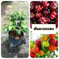 ราคา ต้นมะยมแดง มะยมแดง (41353998021)