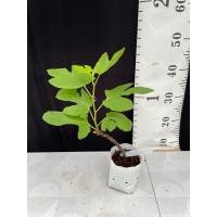 ราคา มะเดื่อฝรั่ง Fig พันธุ์ Malanzana (28930851950)