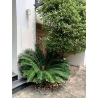 ราคา ต้น ปรงญี่ปุ่น Sago palm พร้อมปลูกในถุงดำ 59 บาท ปรง (24623776710)