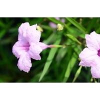 ราคา ต้นกล้า ต้อยติ่งฝรั่งสีชมพู ต้นกล้าละ 10บาท ห่อตุ้มส่ง ฟ้าประทานพร ต้อยติ่ง ฝรั่ง หรือ ต้อยติ่งเทศ ไม้ทำทุ่ง ทนแล้ง (25637942458)