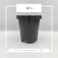 ราคา กระถางพับขอบ 6 นิ้ว พับขอบ แพ็ค50ใบ กระบองเพชร เลี้ยงไม้ตอ ไม้กราฟ แคคตัส (11064416264)