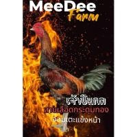 ราคา ไข่ไก่ชนพม่า สายเลือดกระดุมทอง แข้งหน้าถี่ (26121676053)
