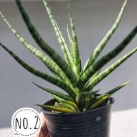 ราคา ต้นลิ้นมังกรเพลิงสะบัดด่าง หรือ เพลิงสบัดด่าง Sansevieria Bunlue Torch V. พร้อมกระถาง ด่างฮาฟหายาก ได้ต้นตามภาพ (12416565192)