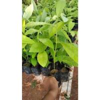 ราคา ต้นกล้าไม้จำปาทอง จำปาป่า ไม้เศรษฐกิจ ไม้แปรรูป ขนาดต้น30-40ซม.(2ต้น/แพ็ค) (4037114371)