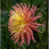 ราคา 1 หัว รักเร่ Dahlia สายพันธุ์ Mingus Joshua หัวรักเร่ ดอกดาร์เลีย (7479427298)