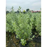 ราคา ต้นกระดุมไม้ใบเงิน Silver Boston ฟอร์มพุ่ม ต้นใหญ่แข็งแรง (24862577476)