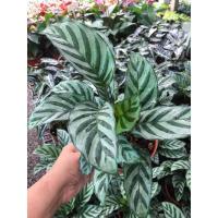 ราคา คล้าหยกมณี กระถาง5” ไม้ประดับ (11833249790)