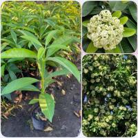 ราคา ต้นพญาสัตบรรณ ต้นตีนเป็ด ไม้มงคล มีกลิ่นหอมแรง (สูง 40-60cm) ต้นแข็งแรง พร้อมปลูก (42427386836)