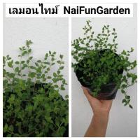 ราคา เลมอน​ไทม์​ ใบหอมๆ​ ในถุง​ 5 นิ้ว (9371794264)